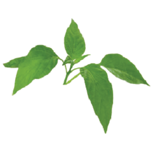 Chilli Leaf