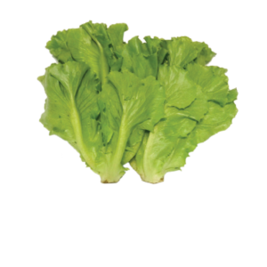 Red Batavia Lettuce