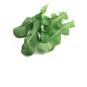 Big Roquette Lettuce