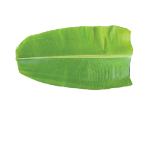 Banana Leaf