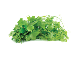 Coccinia Grandis Leaf