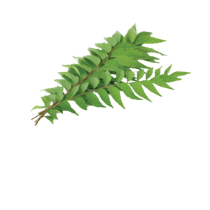 Curry Leaf