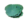 Lotus Leaf