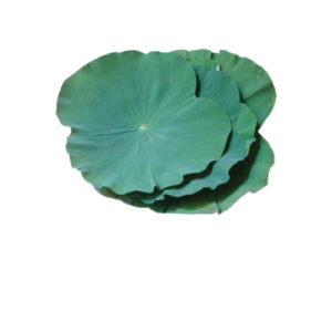 Lotus Leaf