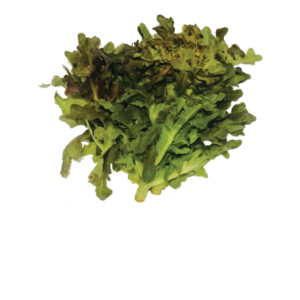 Red Oak Leaf Lettuce