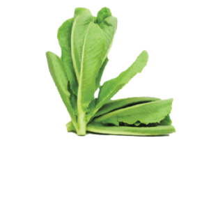 Romaine​​​​​ ​​Lettuce