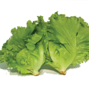 Green Batavia Lettuce