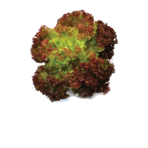 Lolo Rossa Lettuce