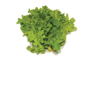 Green Oak Leaf Lettuce
