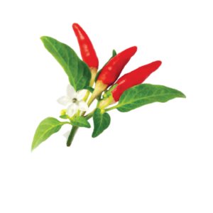 Small Red  Chilli