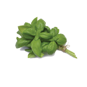 Basil Fresh