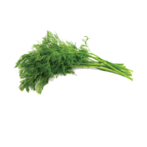 Dill Fresh