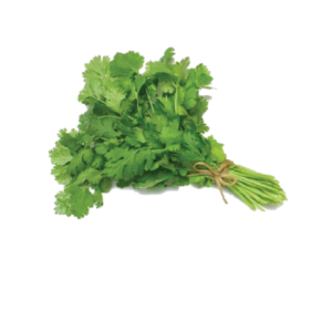 Coriander Fresh