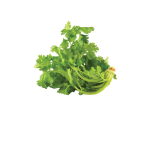 Chinese Celery