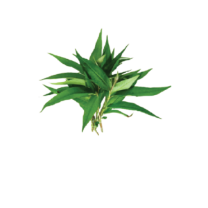 Persicaria odorata​