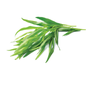 Taragon Herb
