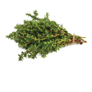 Thyme Fresh