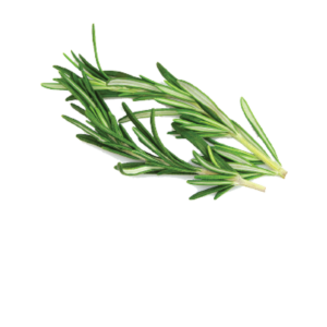 Rosemary Fresh
