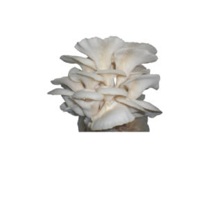 Oyster Mushroom