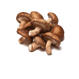 Sitake Mushroom