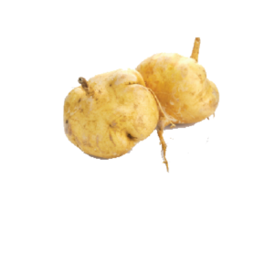 ប៉ិគួកធំ