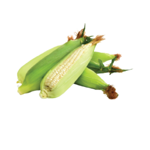 White Young Corn