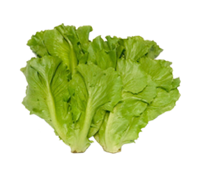 ប្រភេទ សាឡាត់ នឹង​ស្លឹក ក្នុងស្រុក