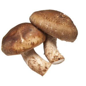 ប្រភេទ ផ្សិត​​ ក្នុងស្រុក