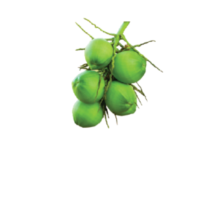 Young Coconut