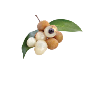 Khmer Longan Fruit