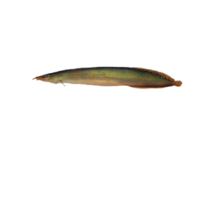 Macrognathus Fish