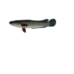 Head Snaked Fish (Cleaned)