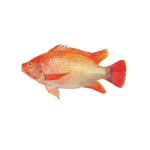 Red Tilapia Fish