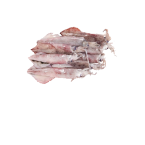 Squid Fresh