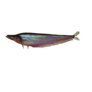 Middle Micronema Fish