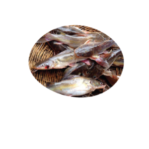 Khmer Catfish