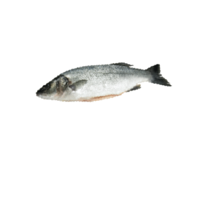 Whole Seabas Fish