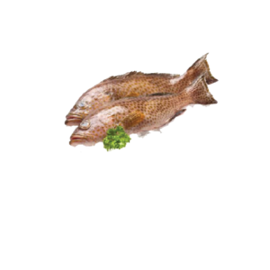Grouper Fish