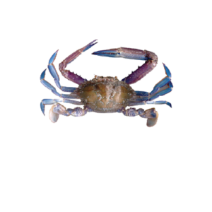 Blue Swimmer Crab