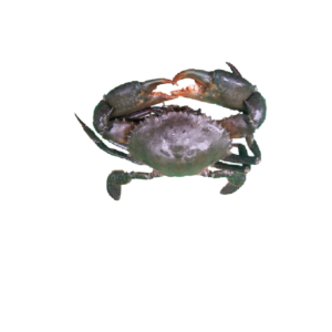 Mud Crab