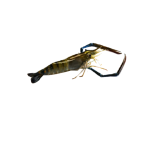 River Prawn