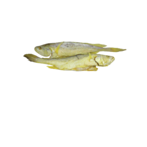 Bosemen Croaker Fish (No1)