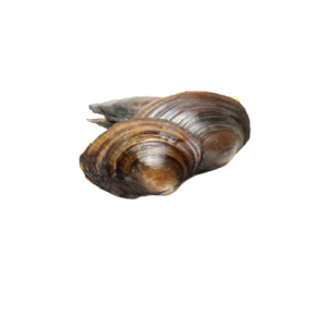Freshwater Clam