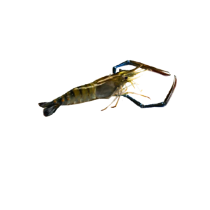 Shrimp Fresh