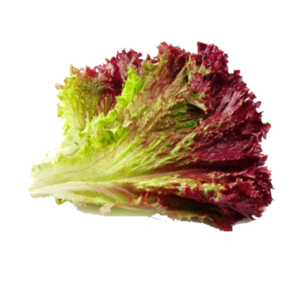 ប្រភេទ សាឡាត់ នឹងស្លឹក នាំចូល